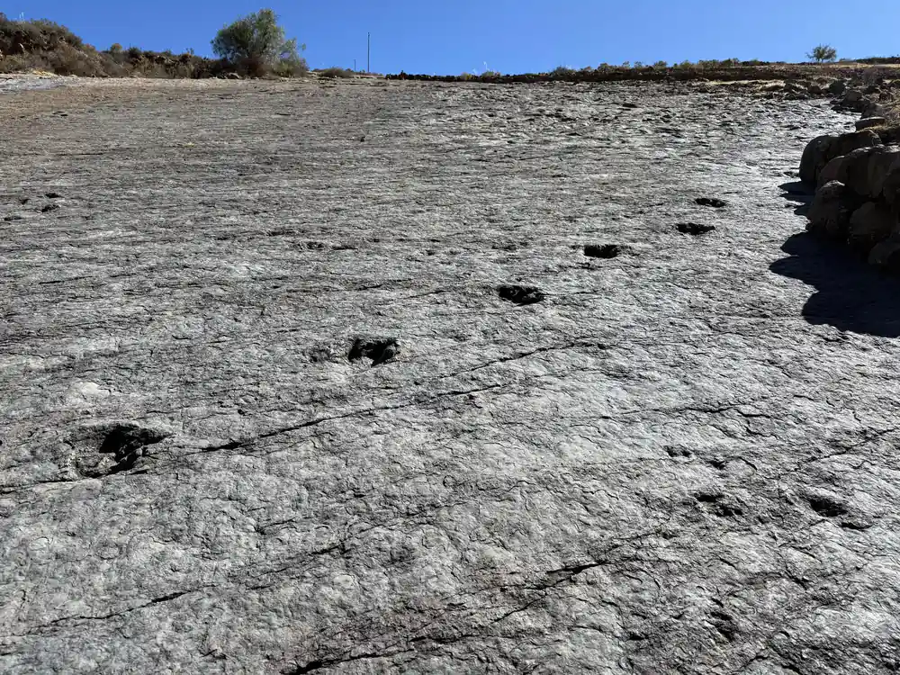 Dinosaur footprints scattered across a steeply tilted rock surface