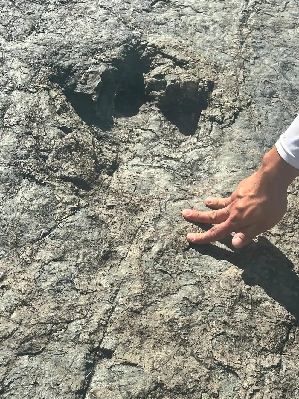 A hand beside a large three-toed footprint in grey rock
