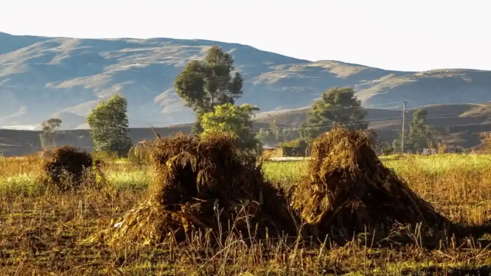 Harvested crop stacked in a highland field with hills behind
