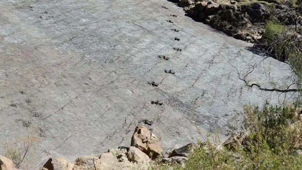 A line of dinosaur footprints running up a pale sloping rock slab