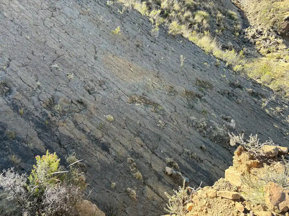 Steeply tilted beds of dark rock exposed on a hillside