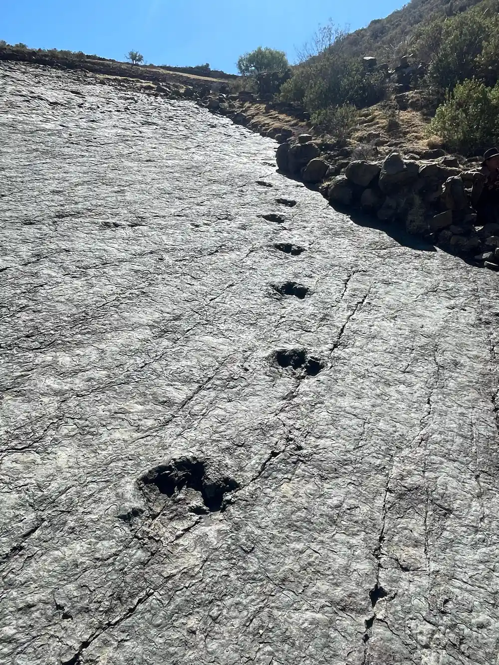 A trackway of footprints running across a tilted rock slab